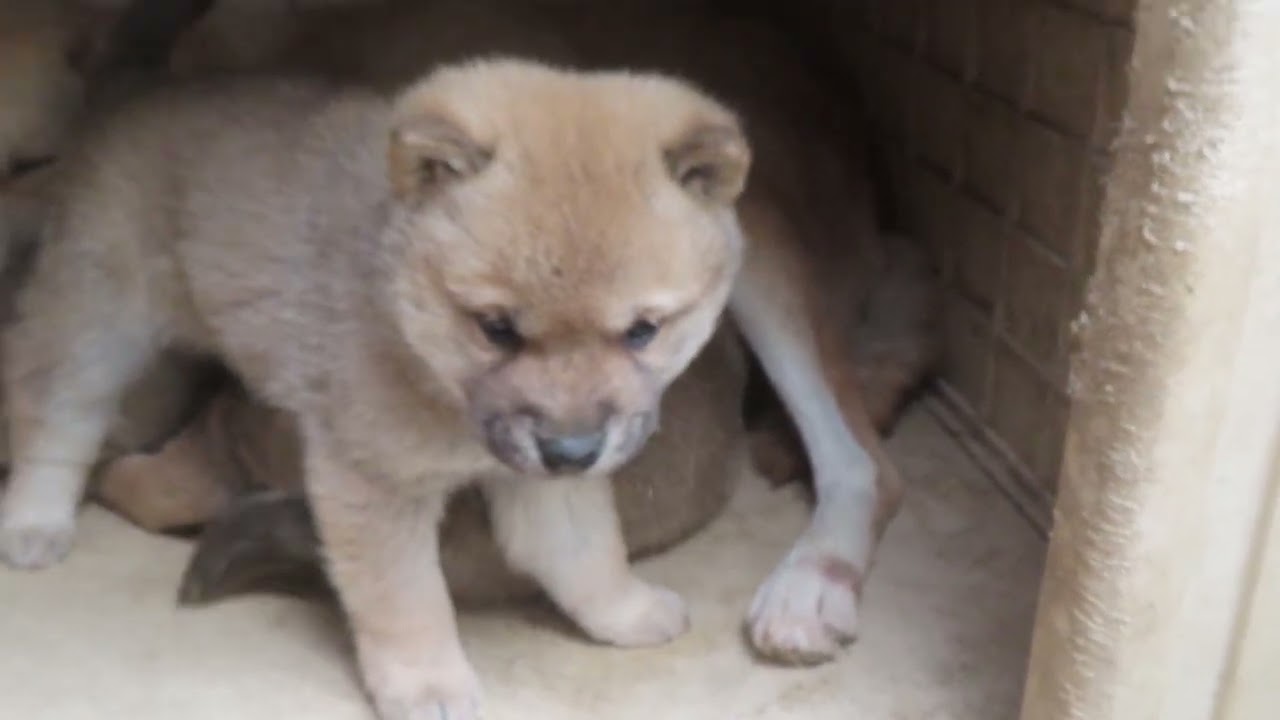 お母さんの足をかじる子犬