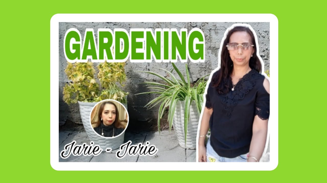 (GARDENING) Transferring and Arranging the Plants in the Pots 