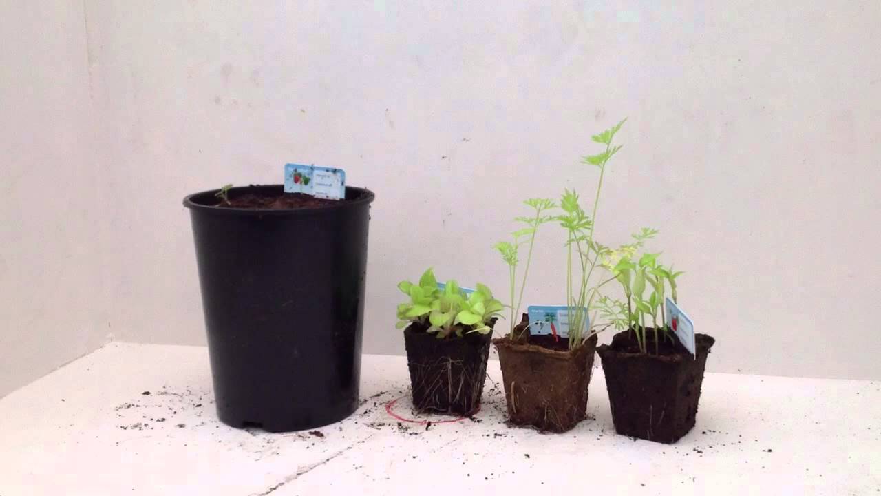 Jeffrey mini moestuin