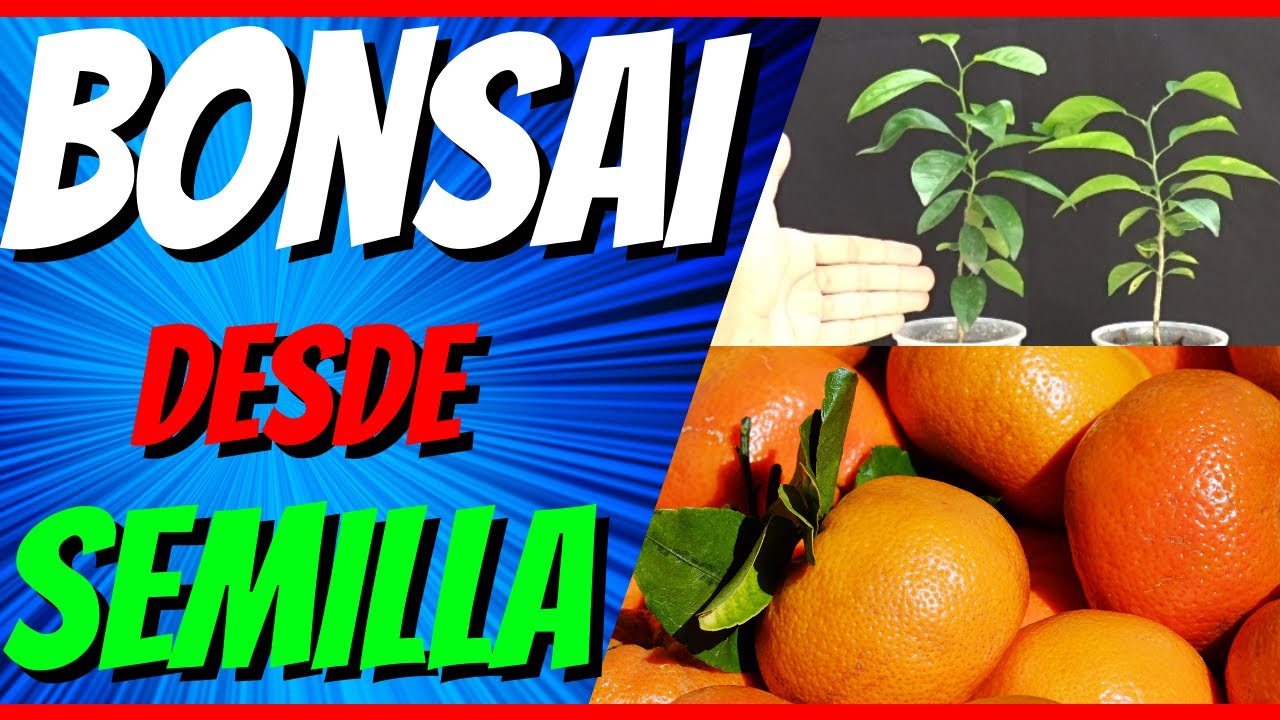 🍊como HACER un BONSAI FRUTAL desde SEMILLA🍊(BONSAI de MANDARINA) paso a paso MUY BIEN EXPLICADO 🔥