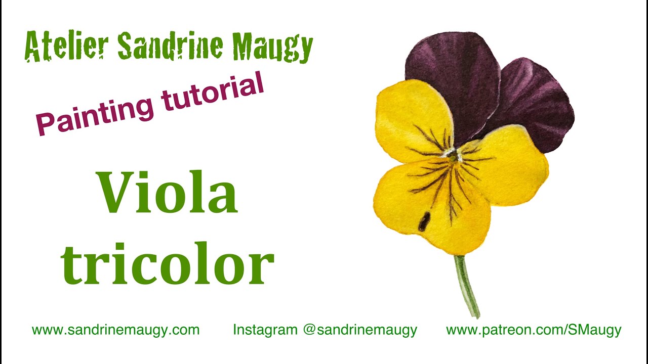Botanical Art tutorial - Painting a Viola/Pansy with Sandrine Maugy