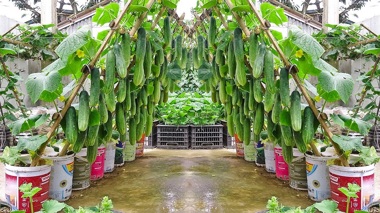 I grew cucumbers this way, and the success was beyond my expectations