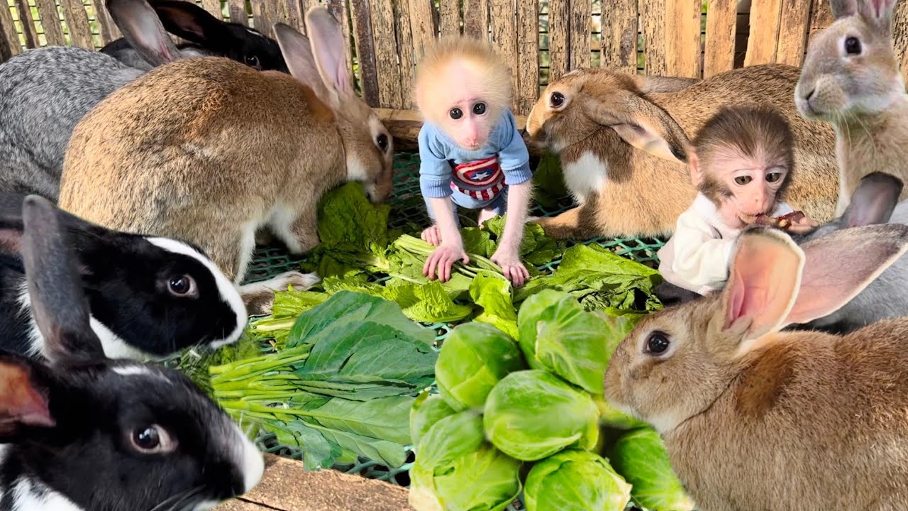 Baby monkey Mew Mew and Pika visit the farm and meet their animal friends