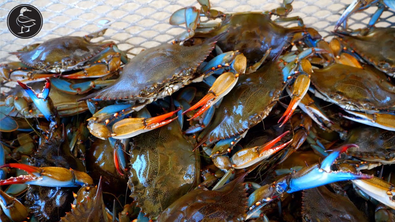 Louisiana Blue Crabs (Catch & Cook) HAND LINES!