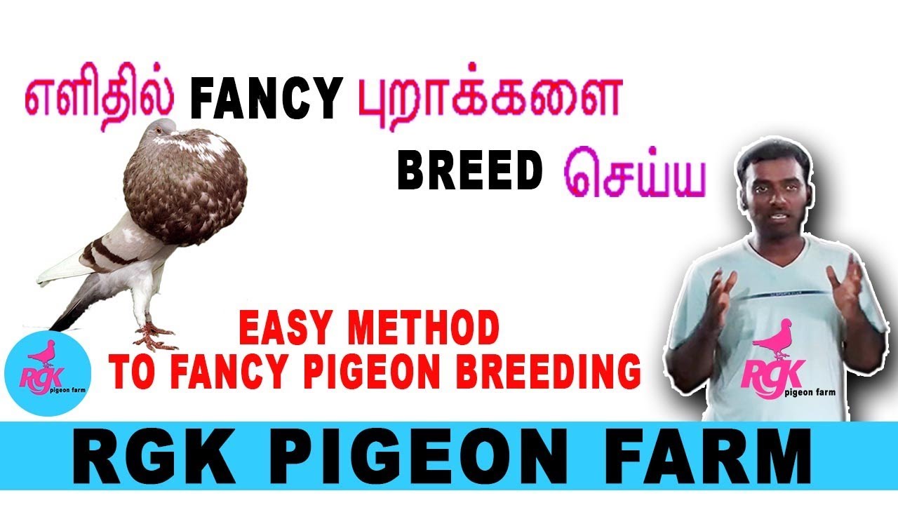 எளிதில் FANCY புறாக்களை BREED செய்ய EASY METHOD  TO FANCY PIGEON BREEDING