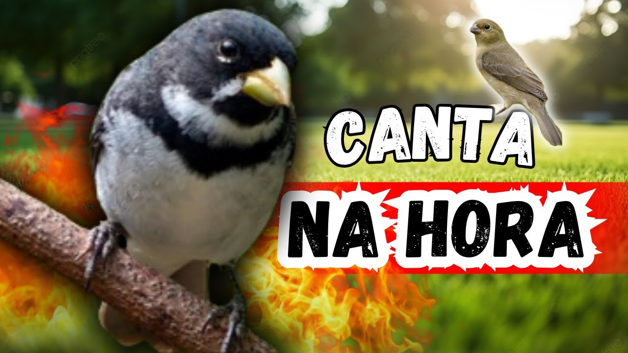 COLEIRO TUI TUI PERFEITO PARA TREINAMENTO DE PAPA CAPIM E ESQUENTAR COLEIRO TUI TUI