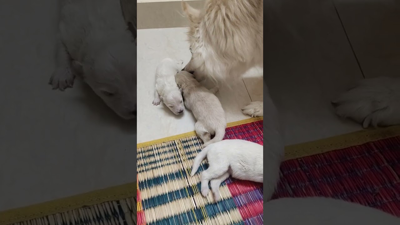 Bublu kutty😍..Indian spitz dog with her new born puppies🤗😘😍😘