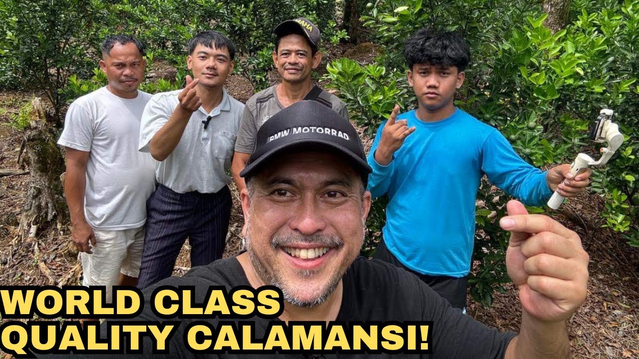 CALAMANSI FARMING| Calamansi namin pang World Class ang quality!