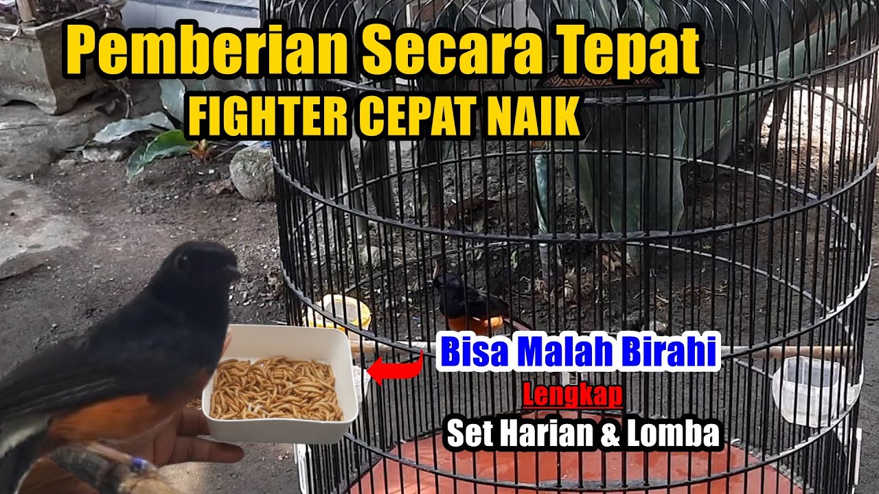Jarang diungkap, rahasia SETTING UH BUAT MURAI BATU harian dan lomba