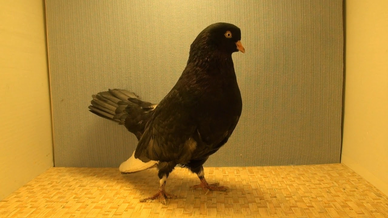 Starting Over in Flying Type Oriental Rollers 2020