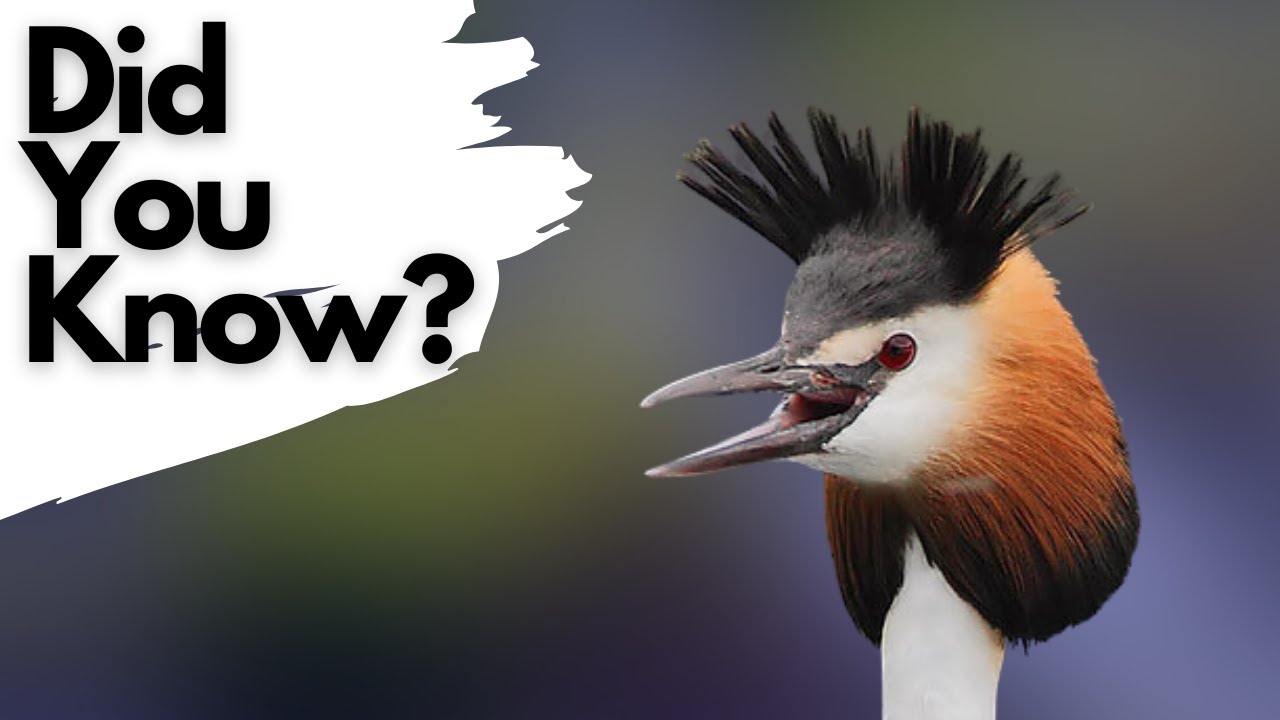 Facts you should know about GREAT CRESTED GREBES!