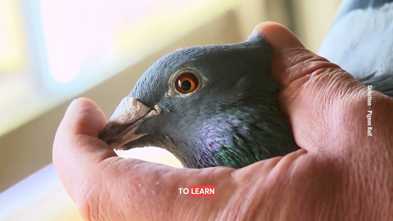 Racing Pigeon - Selection Is the Foundation of Success!