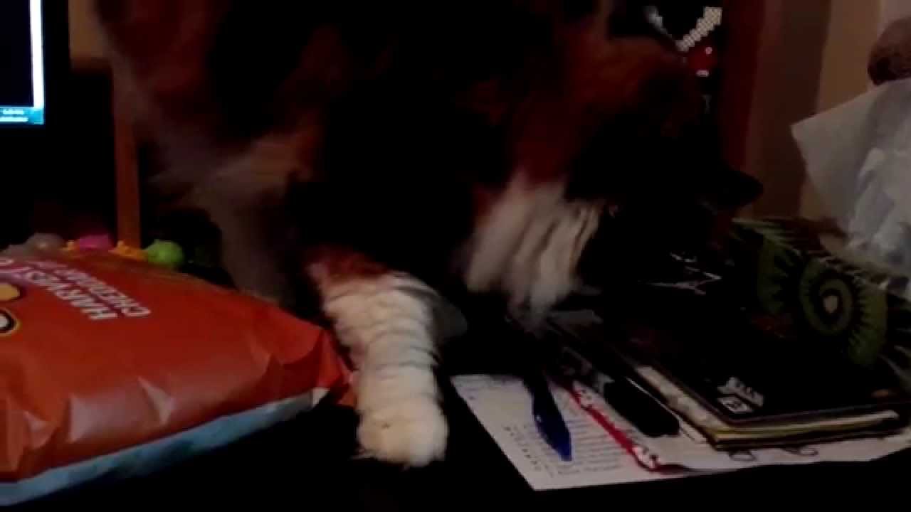 Calico cat eating chips