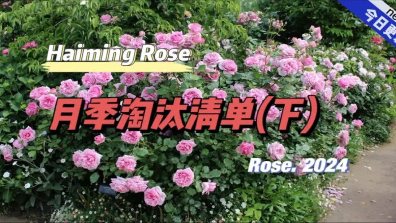 再见！2023年月季淘汰清单(渴望、阿奴诗卡、庞巴度夫人、克里斯蒂安德德铎、甜蜜喜悦、伊芙银)