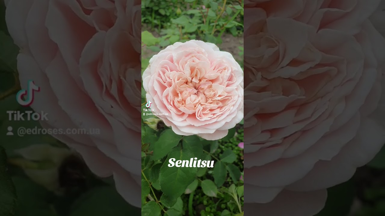EDROSES/Троянда 🌹Сенлітсу (Senlitsu), Keiji Kunieda ,Японія 2018 р.Чайно-гібридна .Зрізкові.