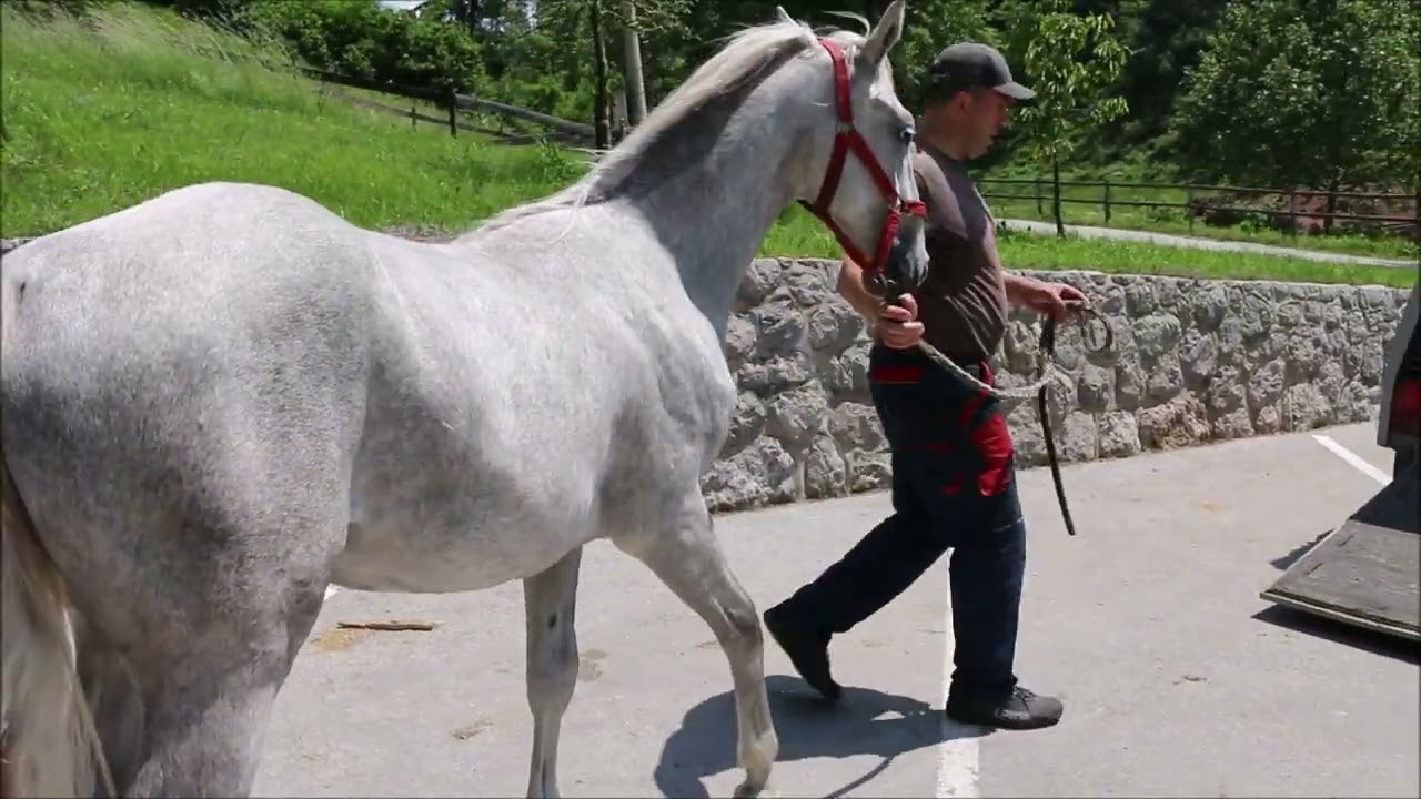 Lipizzan Colt Pluto Thais - Barbana Lipizzans