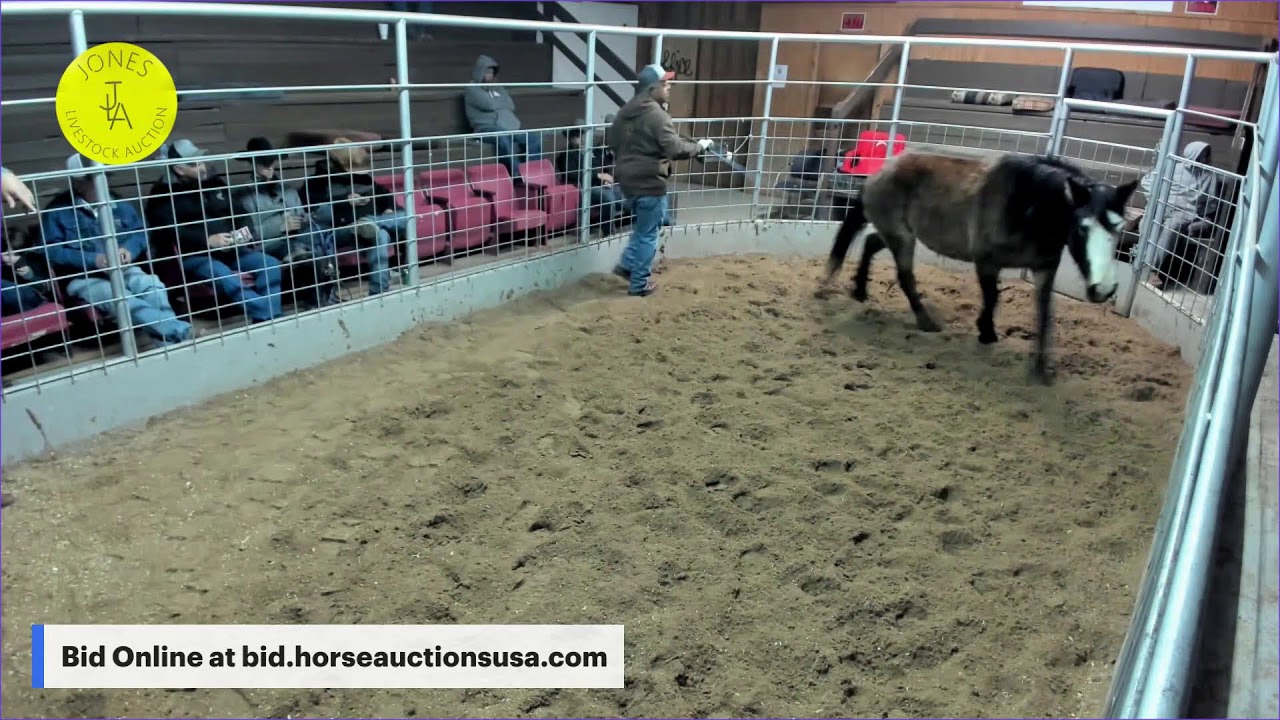 Jones Livestock Auction - Jones, Oklahoma