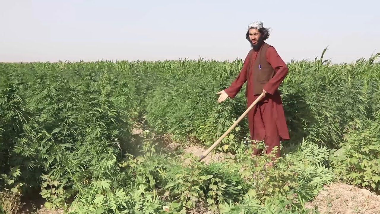 GLOBALink | Drug addiction, another U.S. legacy in Afghanistan