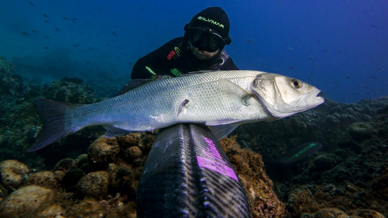 Spearfishing Croatia vs Murky Season Opening March 2025 4K 🇭🇷