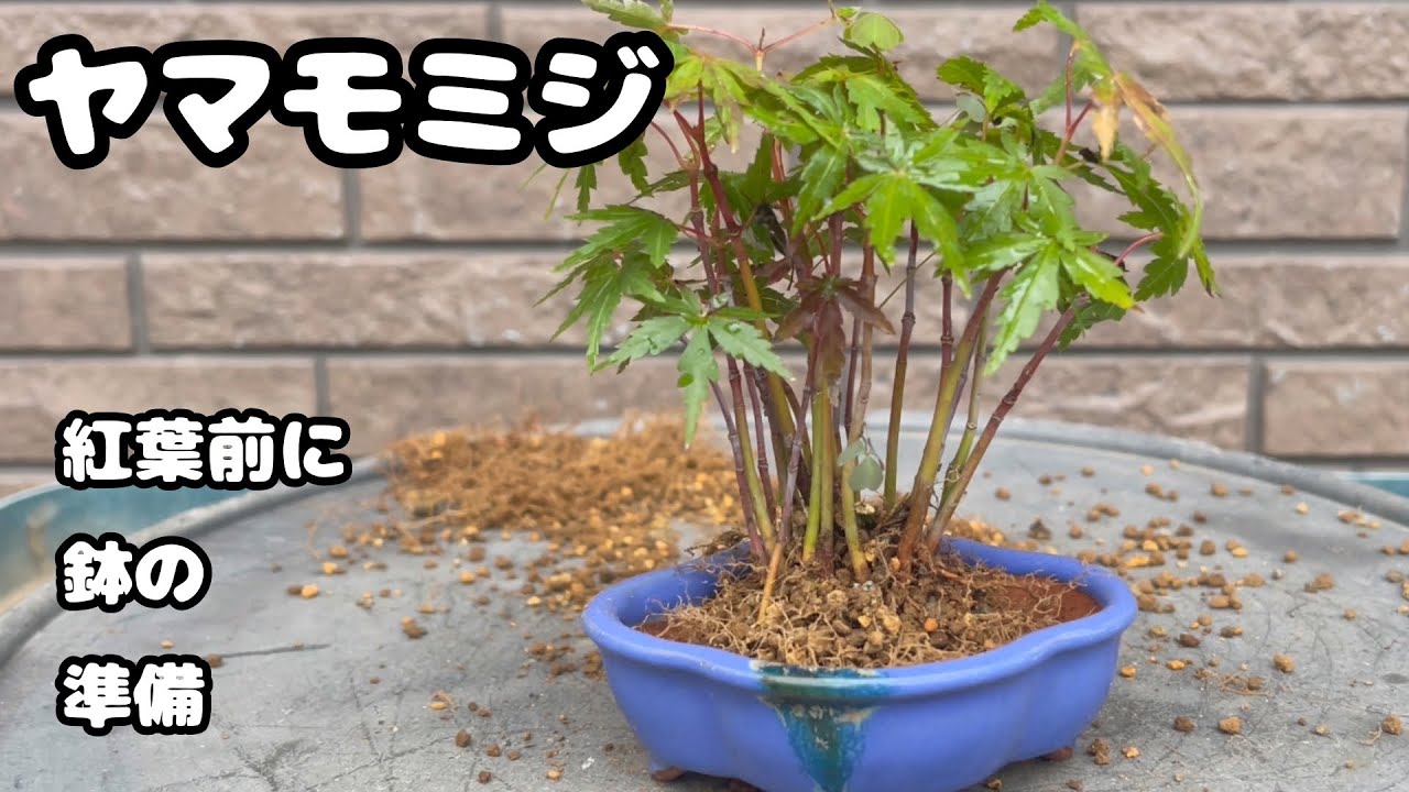 【ヤマモミジ】紅葉を楽しみたい【ミニ盆栽】