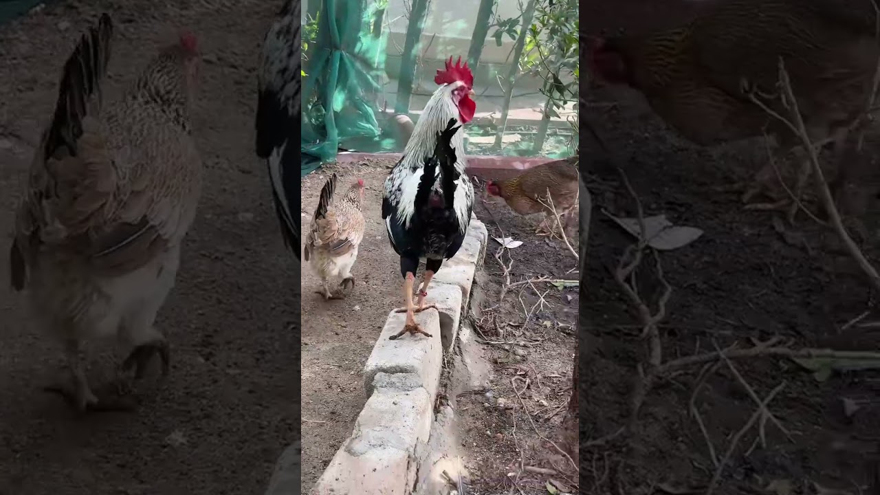 دجاج دندراوي شوكي