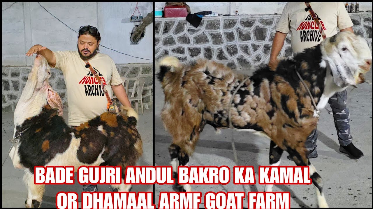 Bade Gujri Andul Bakre Armf Kamal Or Dhammal Andul Bakre Super Set Bhiwandi Mahapoli