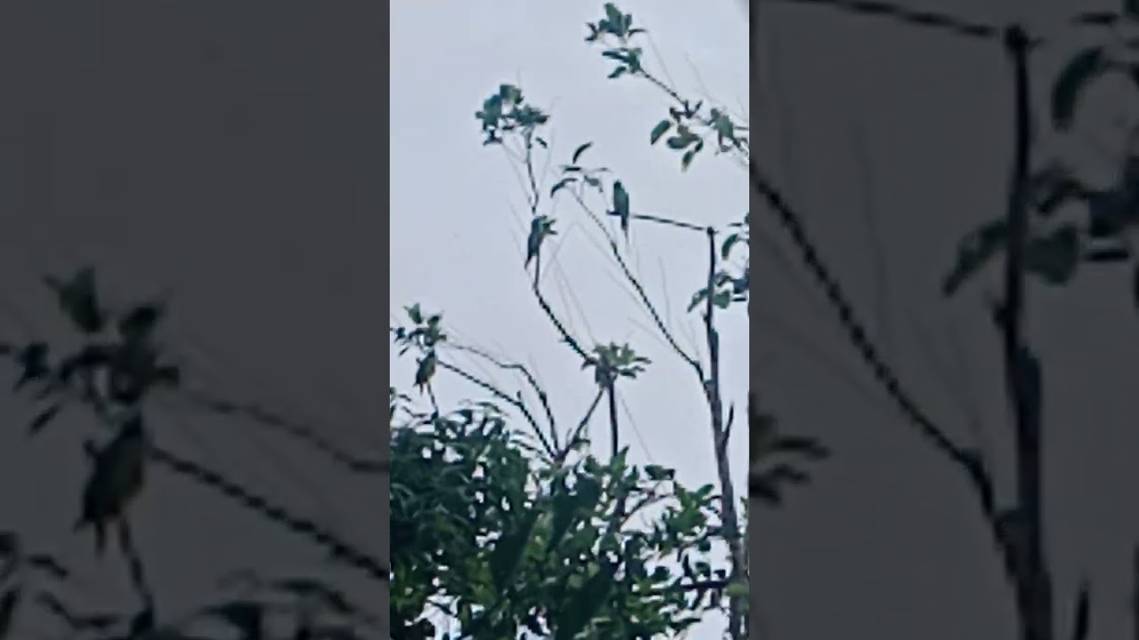 Pikat burung betet