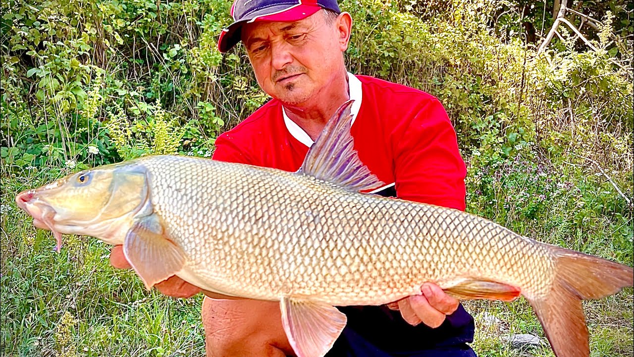 Mrene si scobari pe Olt cu lanseta River bolo!