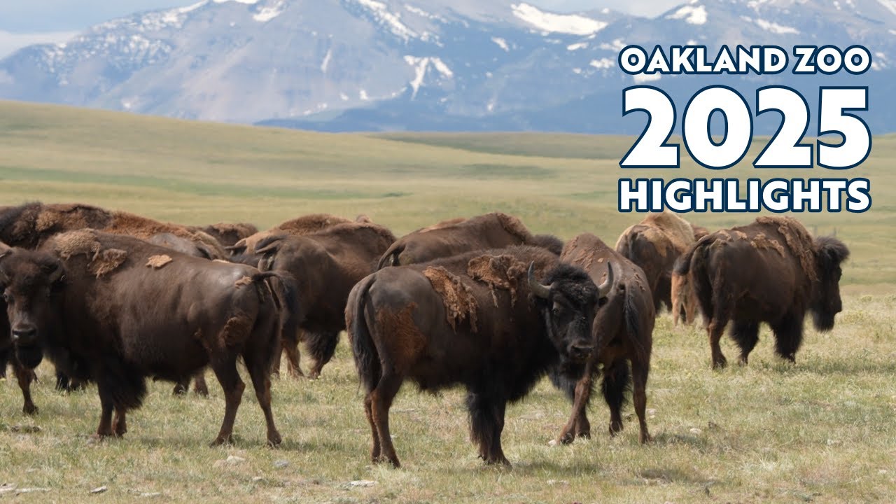 Oakland Zoo: 2025 Highlights