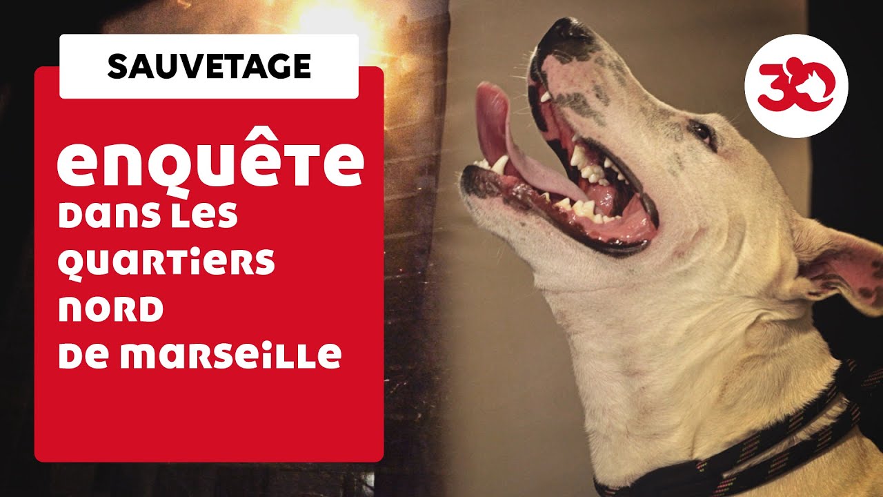 ENQUETE DANS LES QUARTIERS NORD DE MARSEILLE. PAS DE ZONES DE NON-DROIT POUR SAUVER LES ANIMAUX