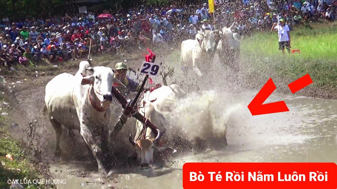 Hội Đua Bò Bảy Núi Tranh Cúp Truyền Hình An Giang 2024 Bò Chạy Như Bay