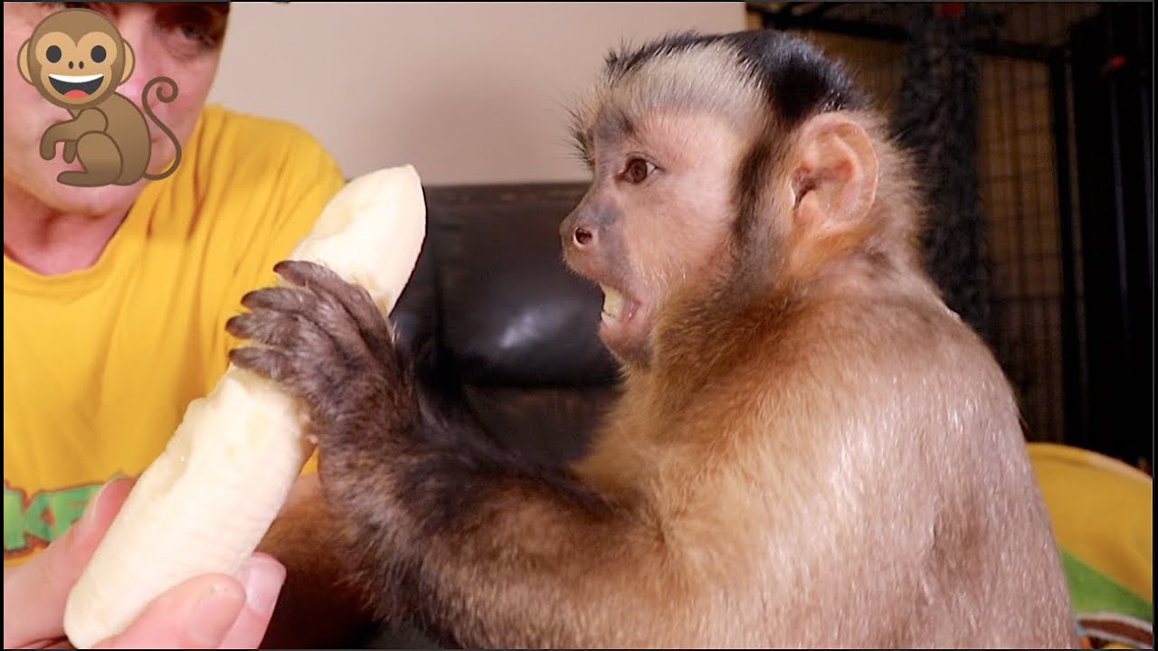 Monkey Super Excited For His First Banana!