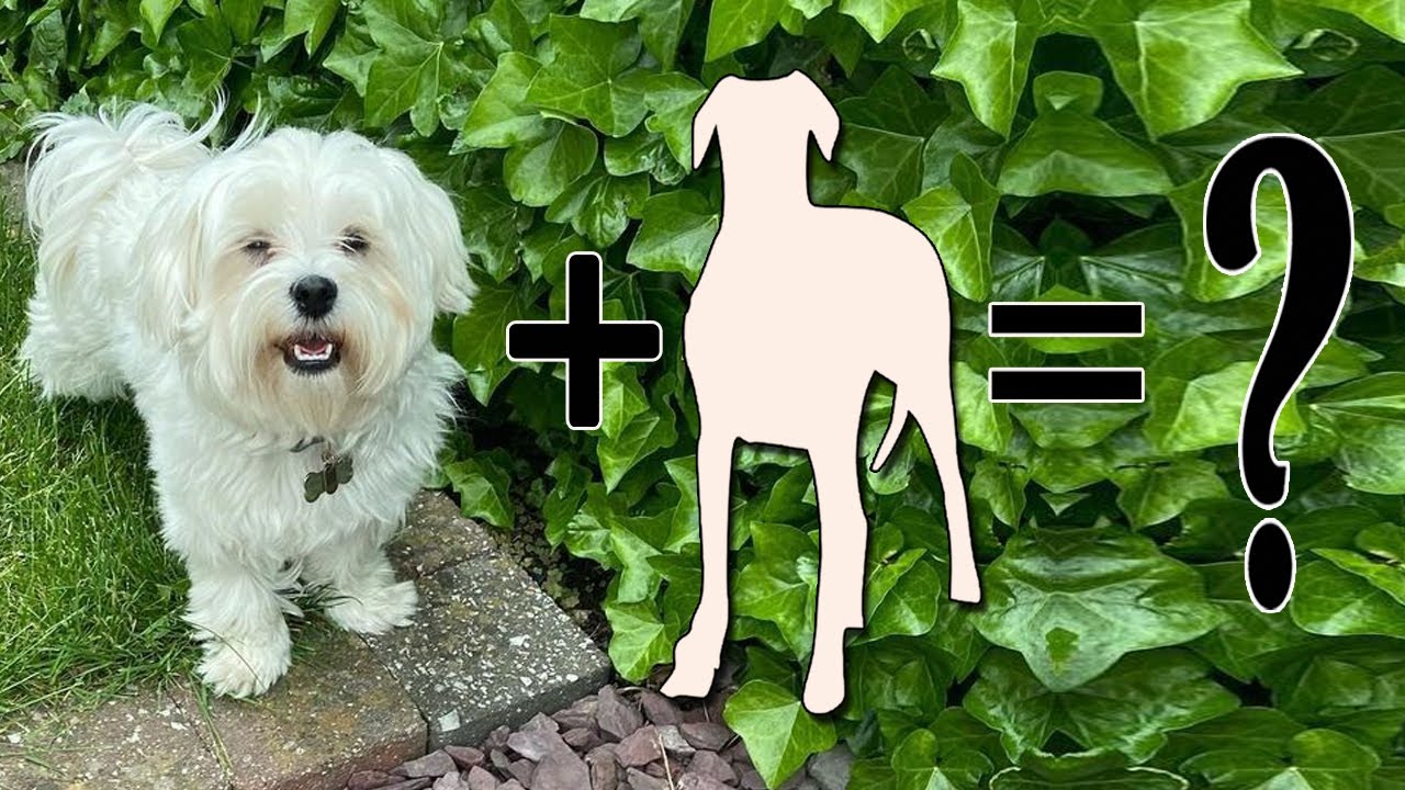 Maltese Mixes: 8 Totally Adorable Maltese Crossbreeds
