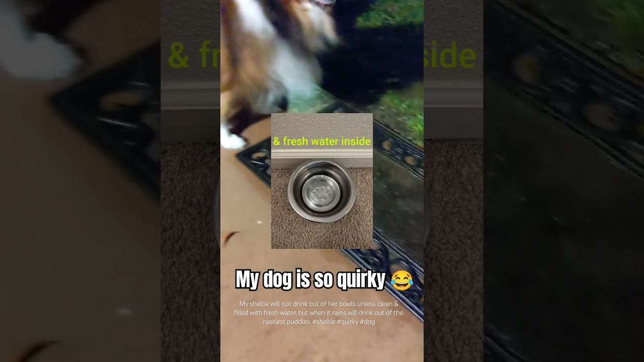 Such a quirky dog 😂 