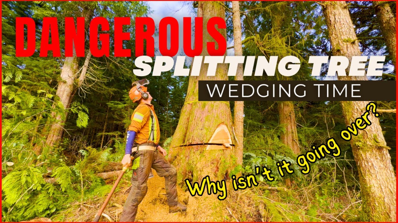 223. Wedging Trick on Stubborn Cedar Tree