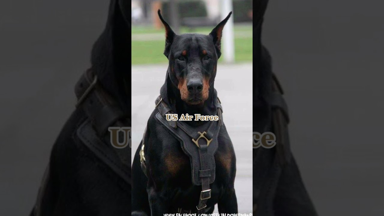 Military branch as dogs beast editions 