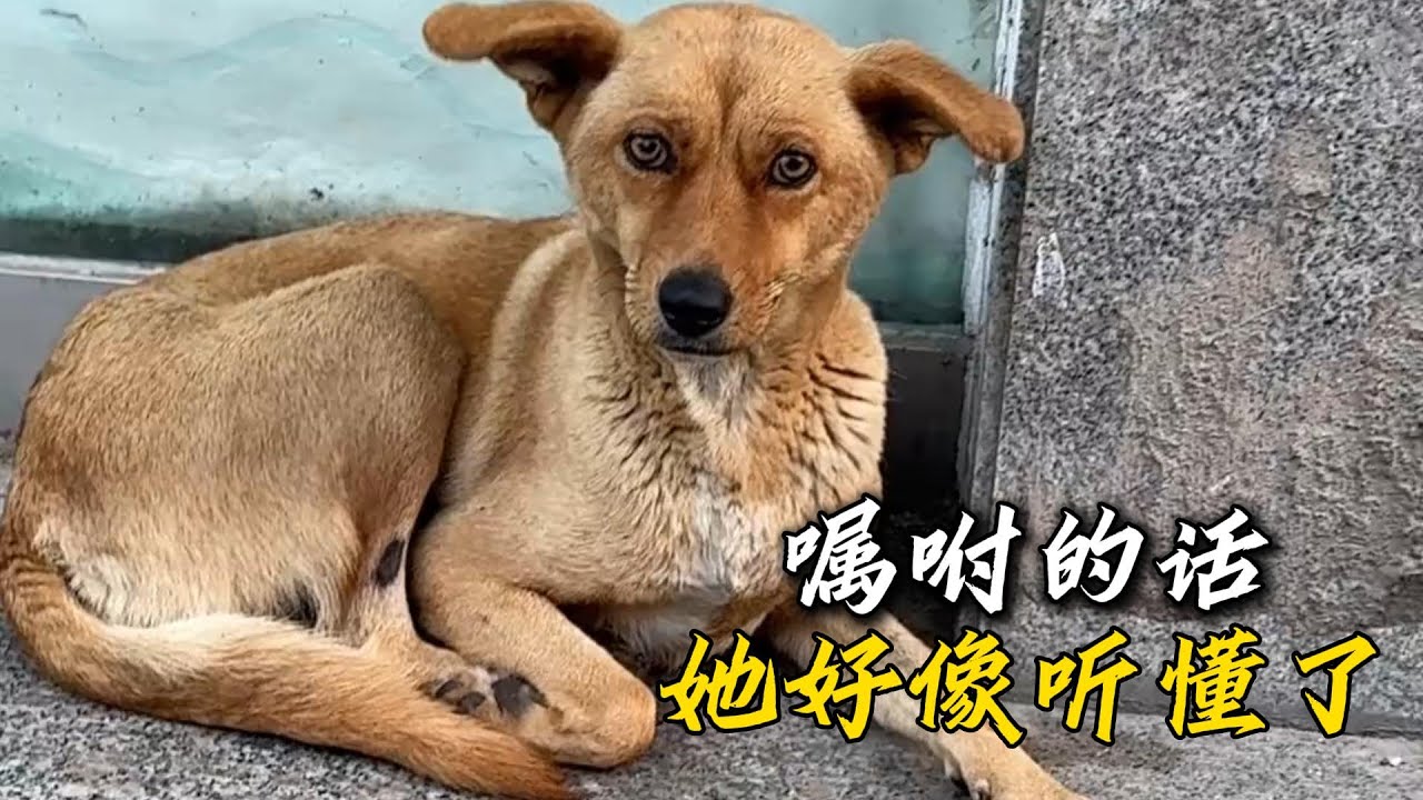她是一條特別通人性的狗狗，卻也需要那麽漫長的時間去接觸