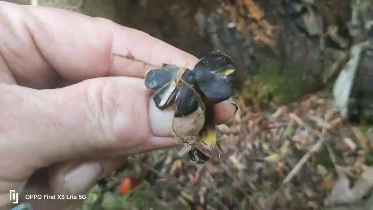 These grassland mushrooms are growing way out of their range , the Blackening Waxcaps 