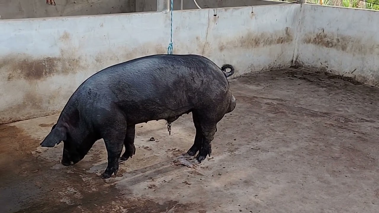 Primeiro vídeo do canal... Deus na frente e foco na suinocultura.
