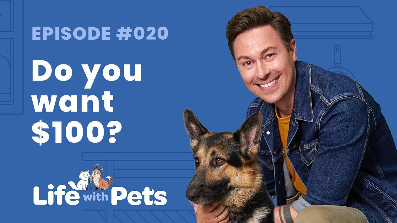 Breaking Down Negative and Positive Reinforcement Dog Training