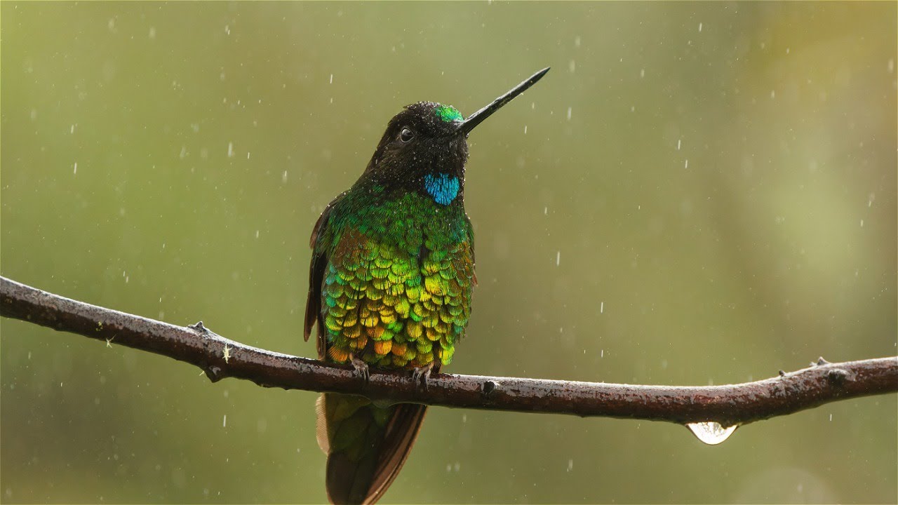 Birding in Colombia, November 2023, part 3: Montezuma Lodge, Tatama National Park
