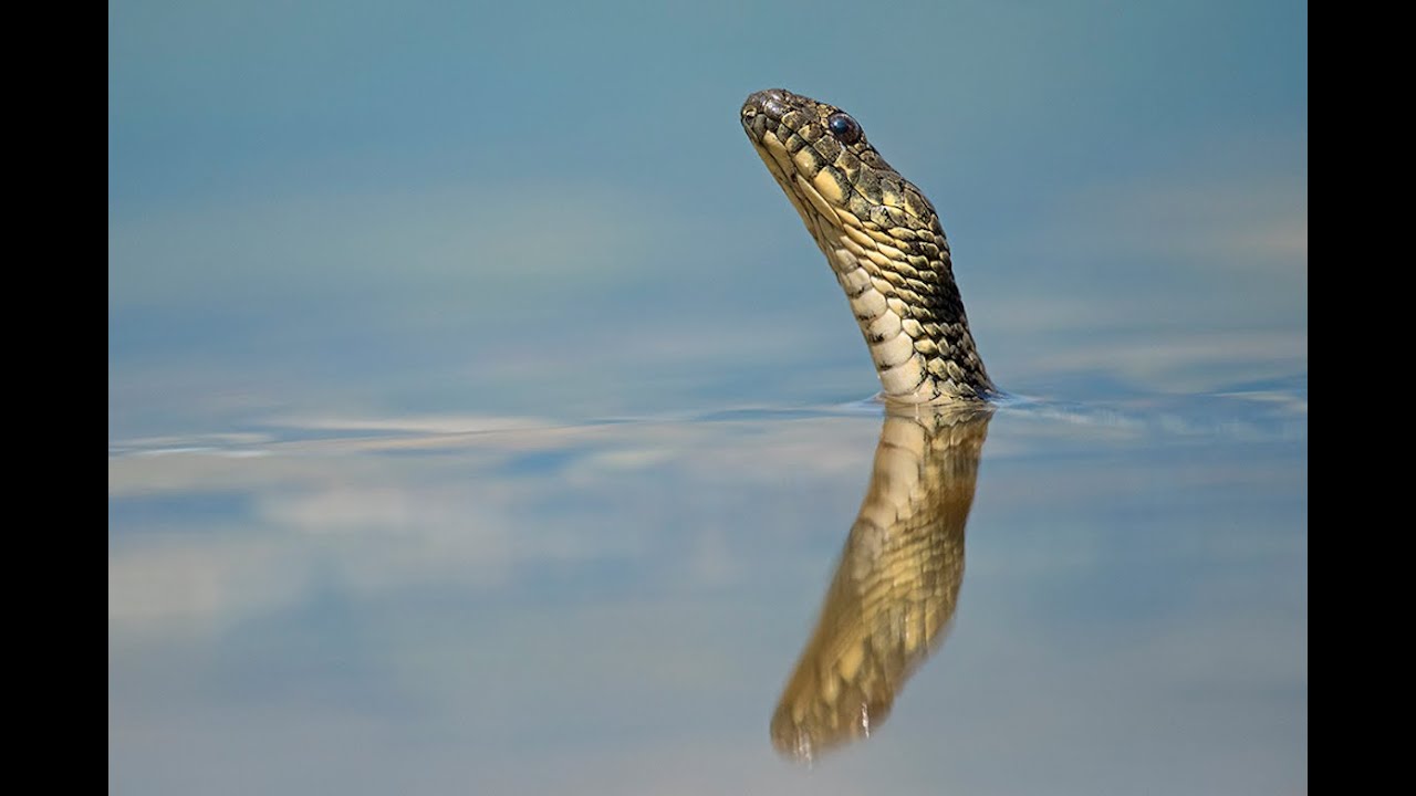 Golem Grad, le paradis des serpents...