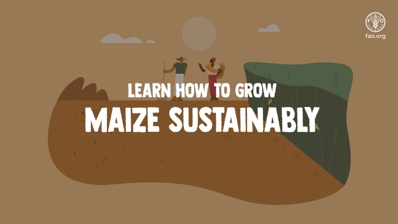 Learn how to grow maize