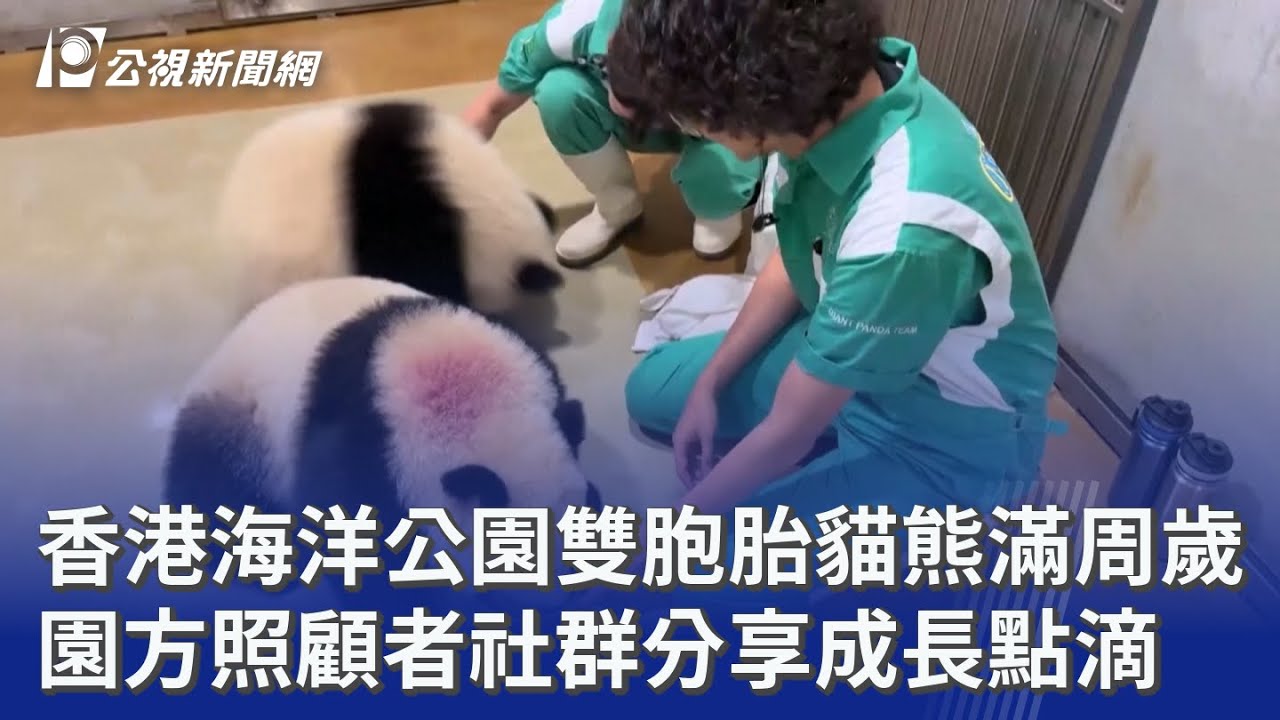 香港海洋公園雙胞胎貓熊滿周歲 園方照顧者社群分享成長點滴｜20250815 8點新世界