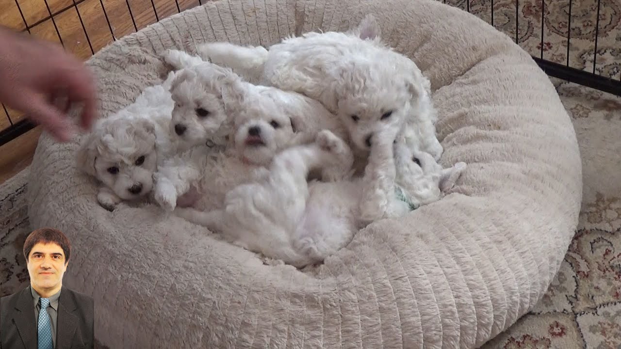 Wherever you turn, tiny paws are exploring with boundless curiosity. 0217 #naturalmoments #puppy