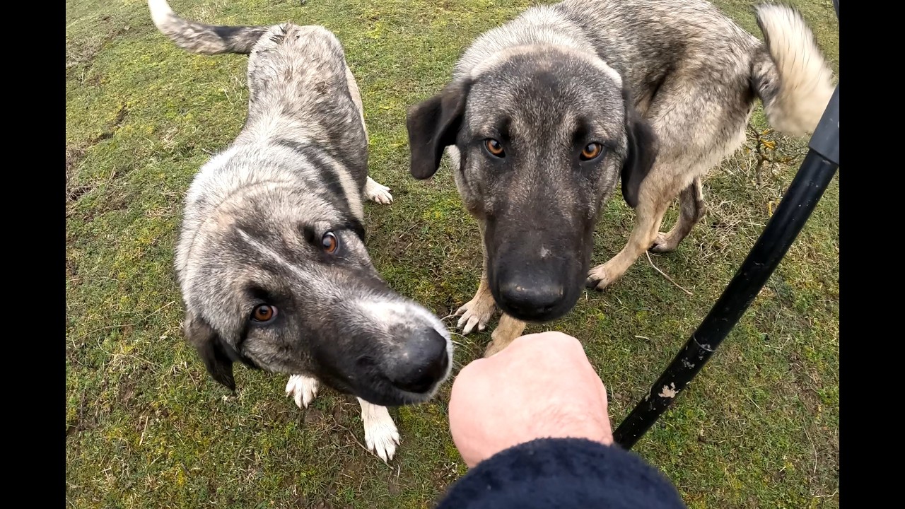“Don’t Look at Them…” | Shepherd Dogs Ran Toward Me