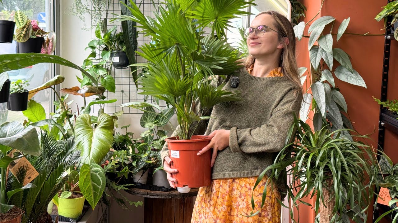 Monstera Thai Constellation za 46 zł?! 🔥Epipremnum Snow | otrzymaj -15% na zakupy 🪴 moje badyle