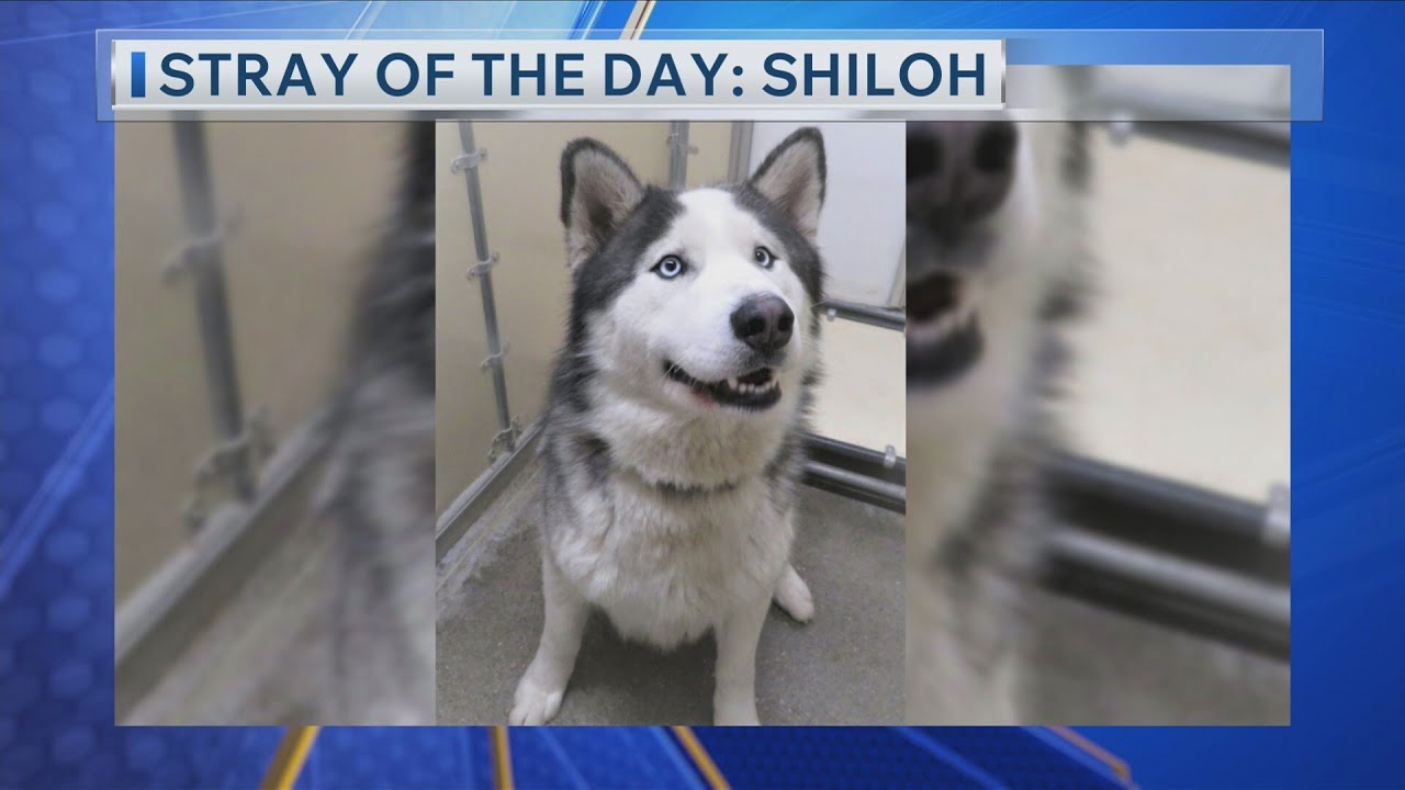 Stray Of The Day: Shiloh
