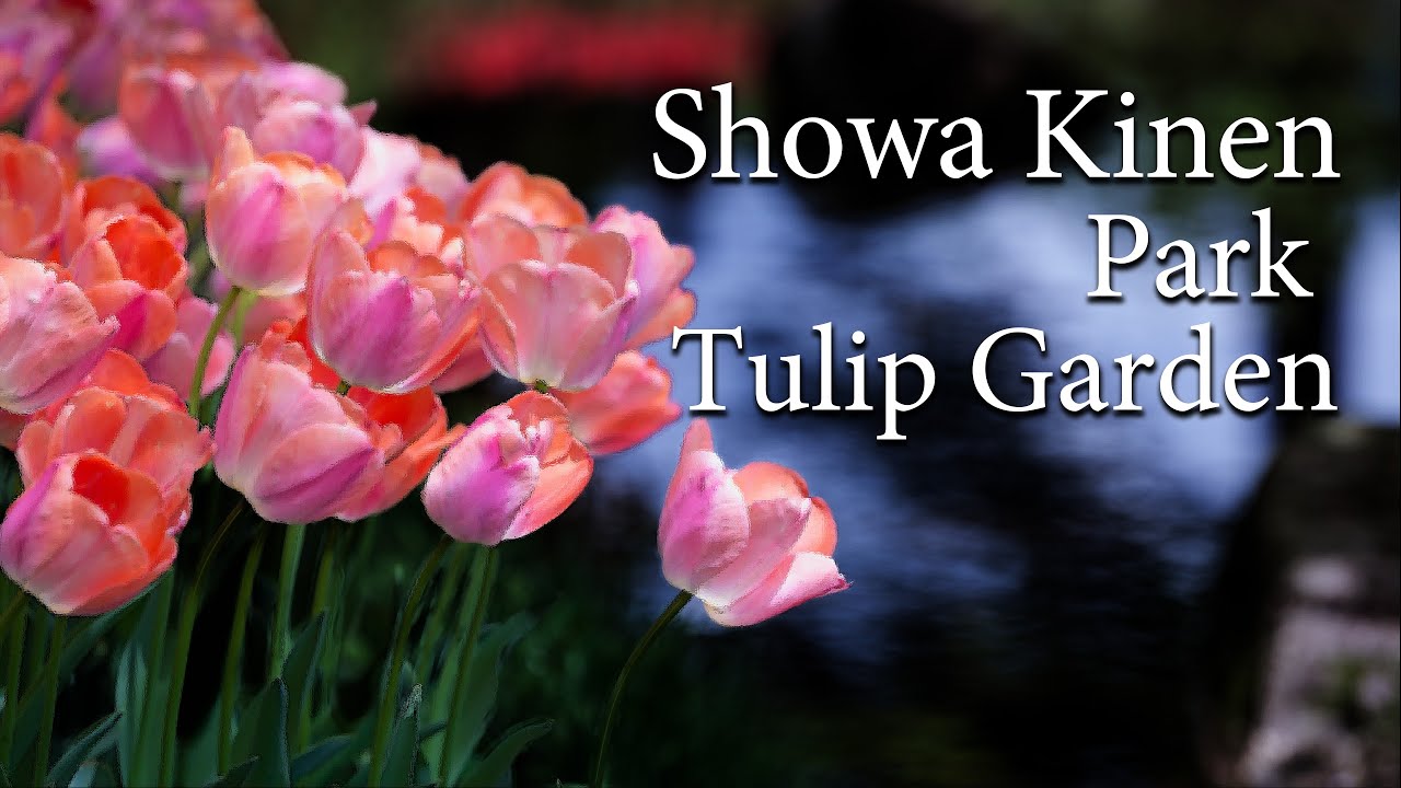 【137】春　昭和記念公園 チューリップガーデン  |  Spring  Showa Memorial Park  Tulip Garden