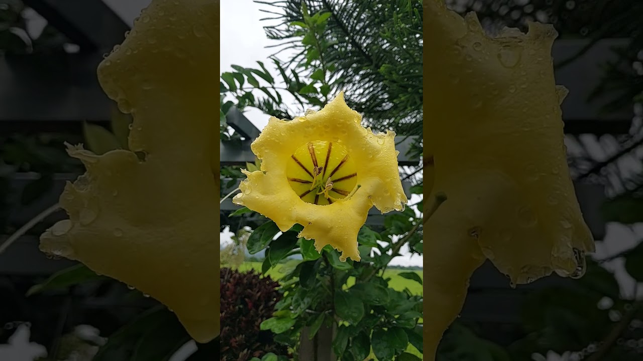 Blumenpracht